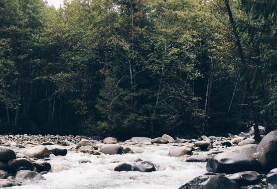 Photo of the forest