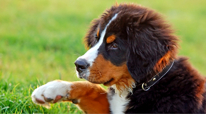 pet dental health month